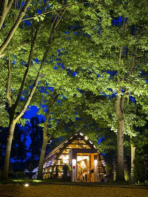 big nero narrow  illuminating big trees