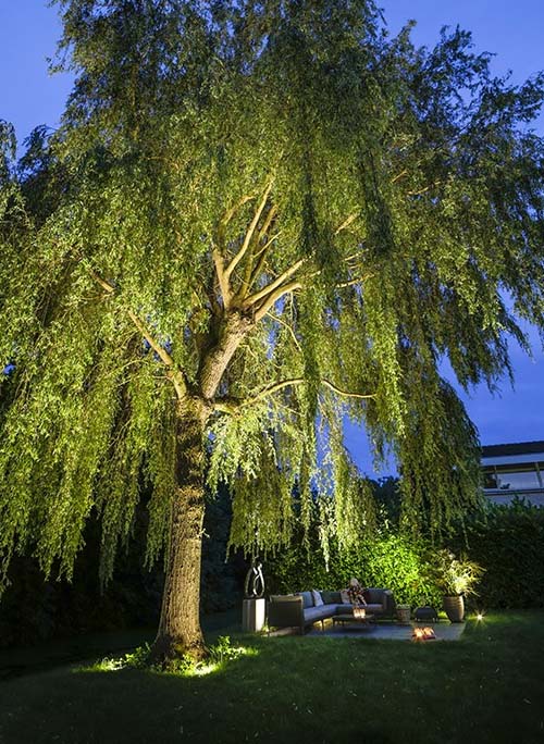 nero illuminating a big tree